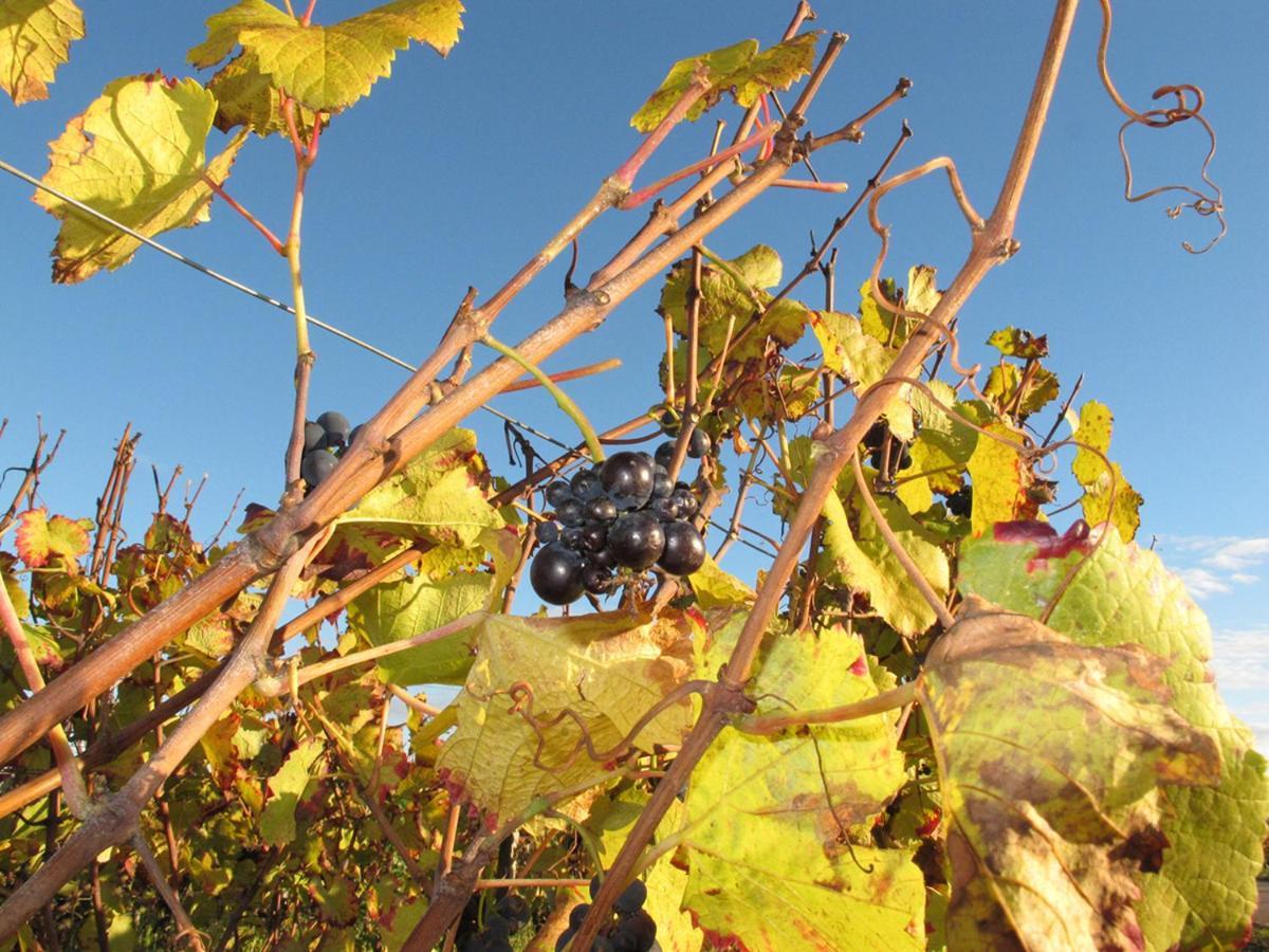 Le Richebourg - Charmant T2 Cosy, Tout Confort Gevrey-Chambertin Exterior foto